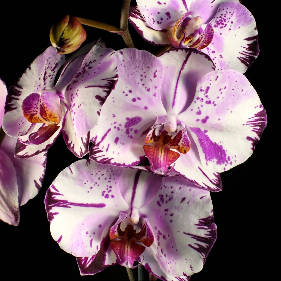 Phal magic art