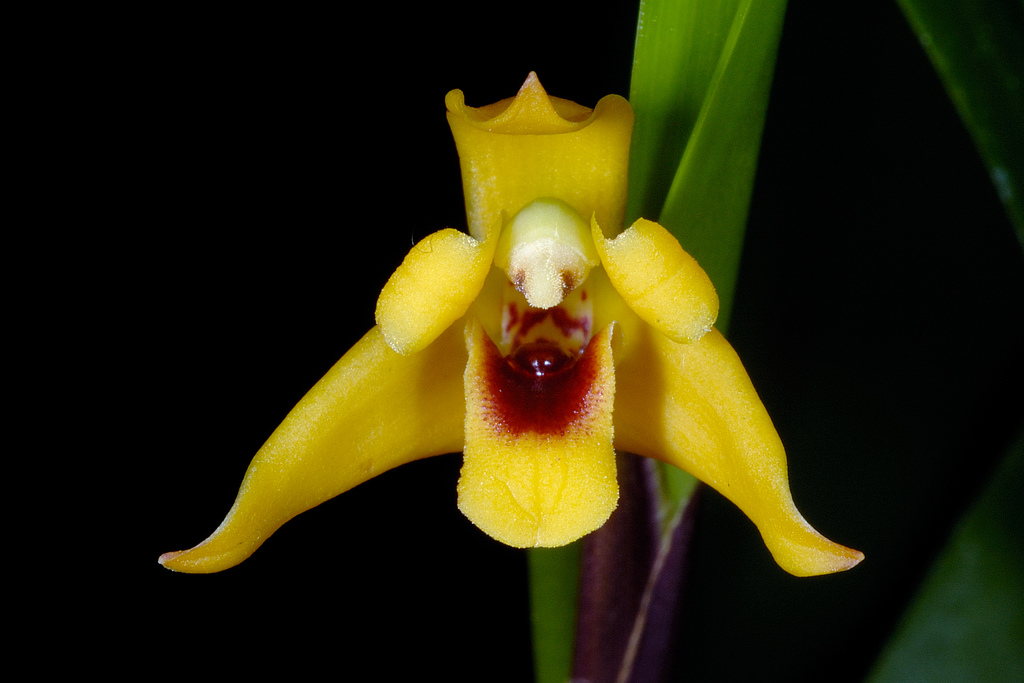 Максиллярия орхидея фото Maxillaria variabilis amarela Passiflora.ru - Сервис коллективных заказов