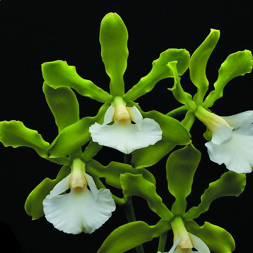 Alba var. Encyclia Randii. Энциклия Mariae. Энциклия Орхидея.