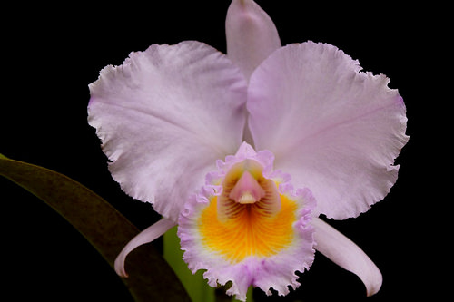 Орхидея Cattleya trianae