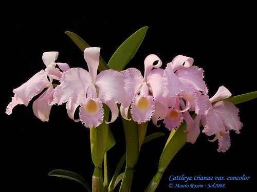 Орхидея Cattleya trianae Колумбия