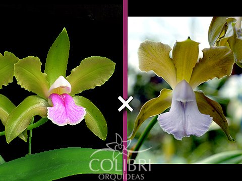 Cattleya bicolor (verde x coerulea Paulista) | Passiflora.ru - Сервис  коллективных заказов