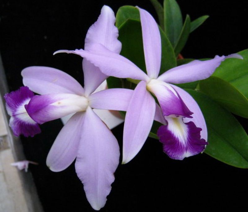 Cattleya violacea Semi Alba