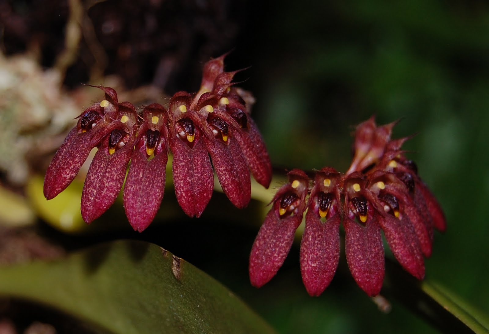 Бульбофиллум орхидея фото Bulbophyllum corolliferum, J.J.Sm. Passiflora.ru - Сервис коллективных заказов