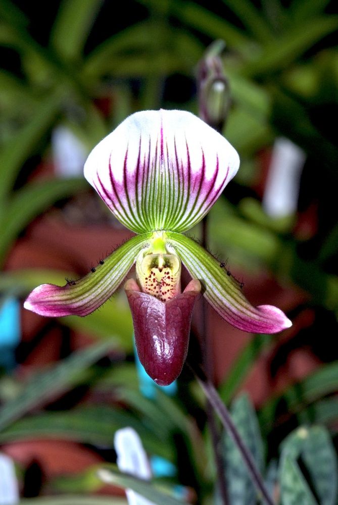 Paphiopedilum sublaeve