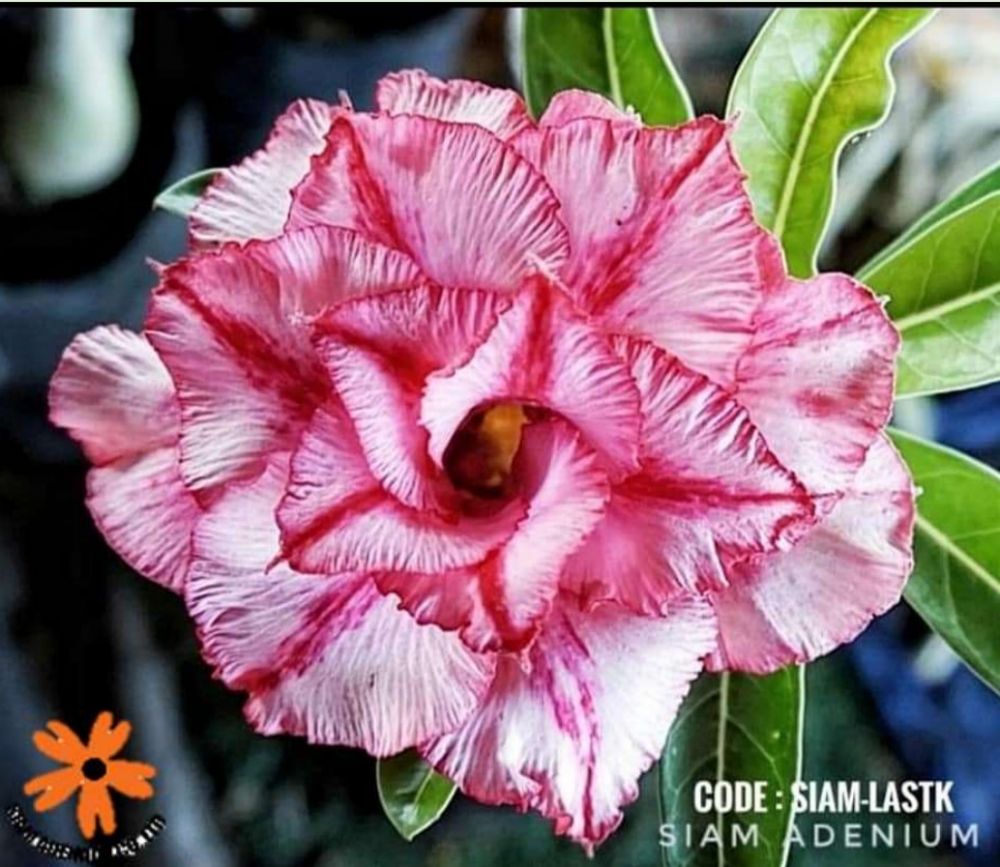 Adenium Obesum Desert Rose Cynthia