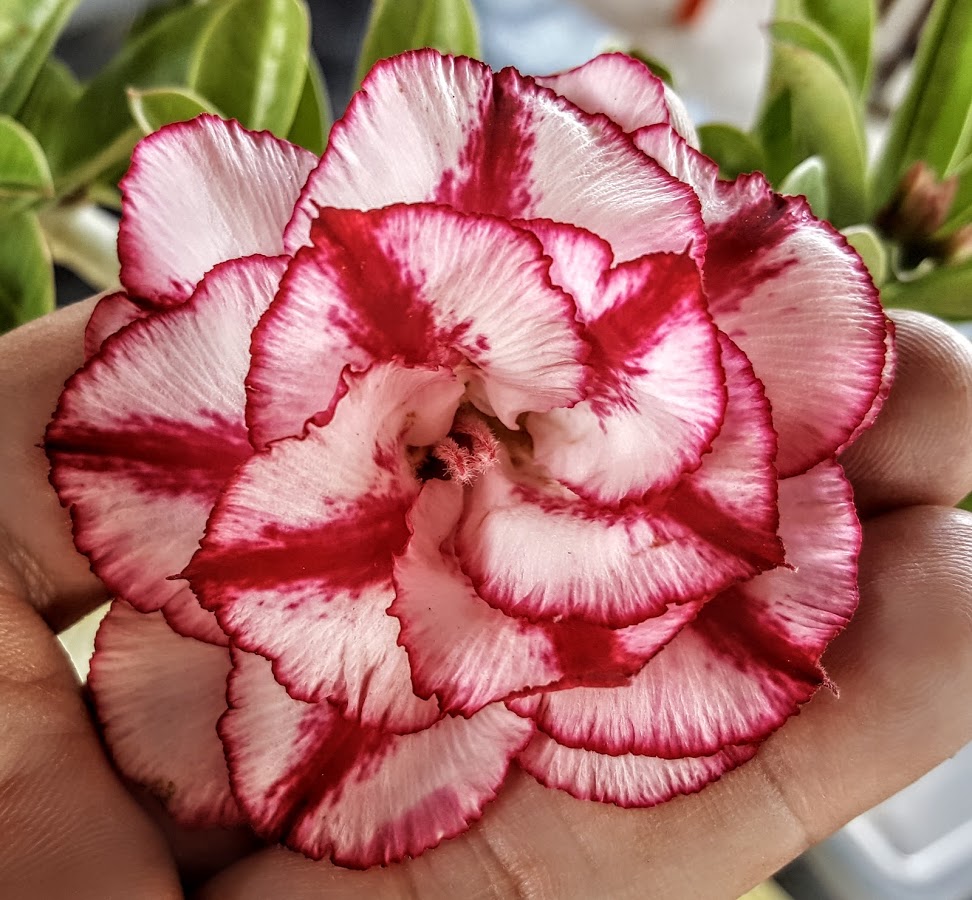 Адениум экзотическая бабочка фото и описание сорта Adenium obesum WFS 13 Passiflora.ru - Сервис коллективных заказов
