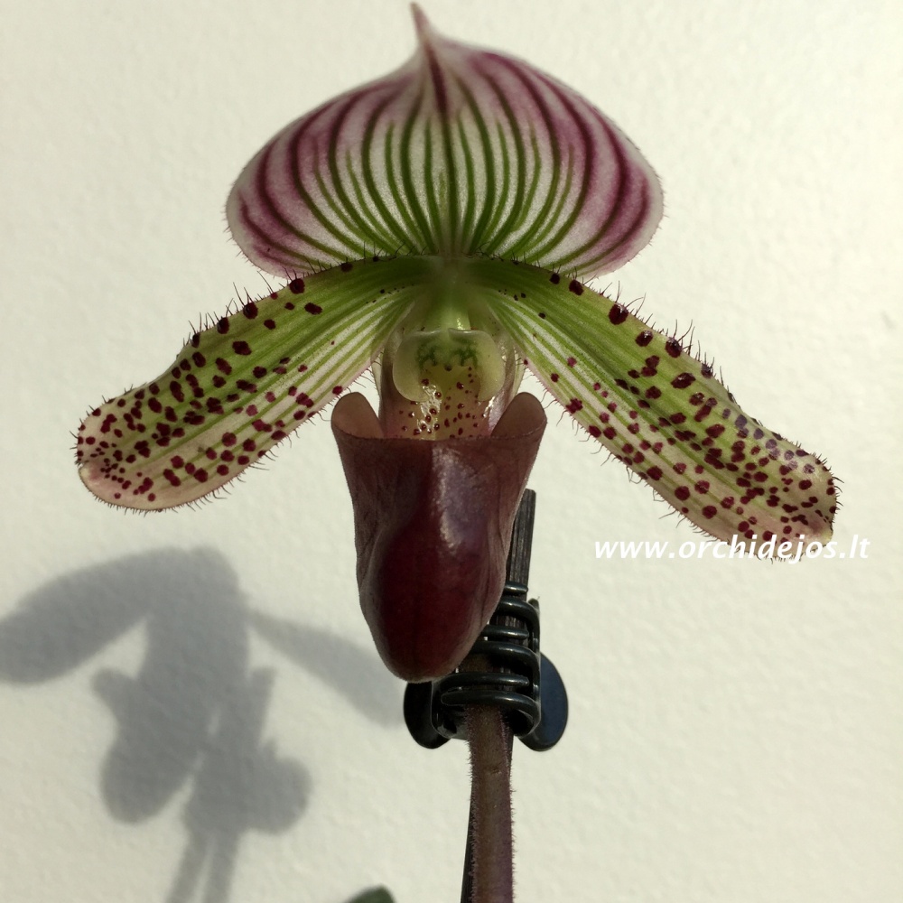 Paphiopedilum sublaeve