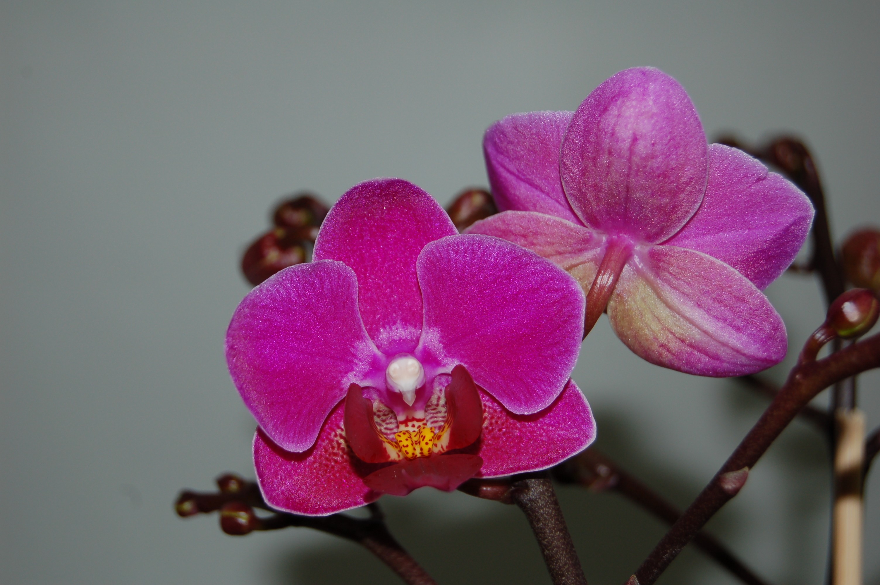 Орхидея Phalaenopsis Purple Dust