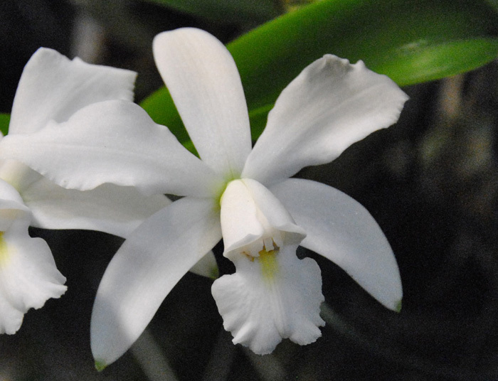 Alba var. Cattleya violacea. Каттлея violacea var Alba x sib. Cattleya schilleriana Alba. C. violacea var. Alba x sib.