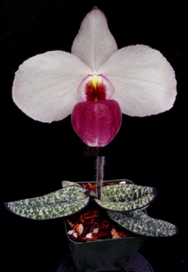 Paphiopedilum delenatii Vini Color 9cm Passiflora.ru - Сервис коллективных заказ