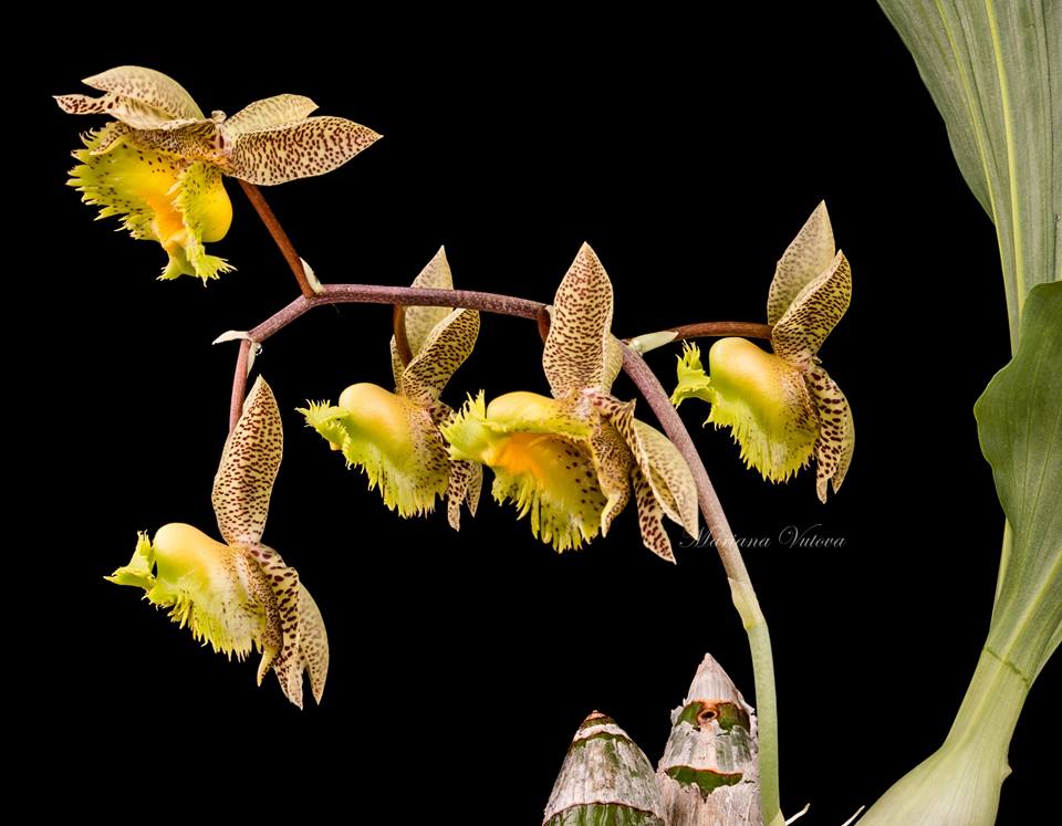 File:Catasetum macrocarpum L. C. Rich. - Flickr - Alex Popovkin, Bahia, Brazil (