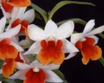 Dendrobium Jiaho Candy