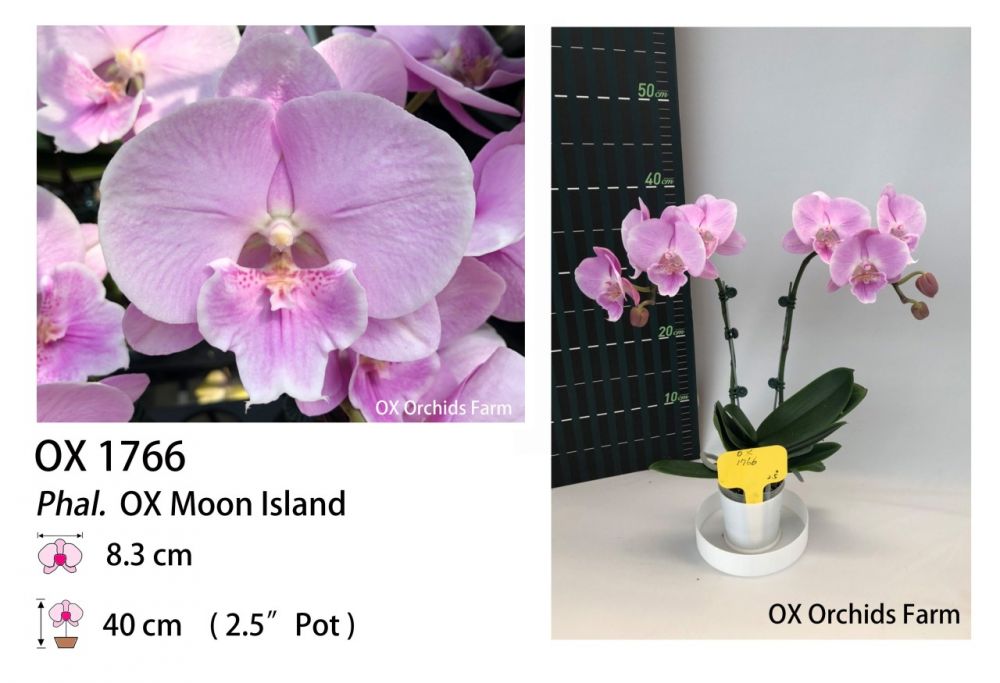 Phal. Ox Moon Island Passiflora.ru - Сервис коллективных заказов
