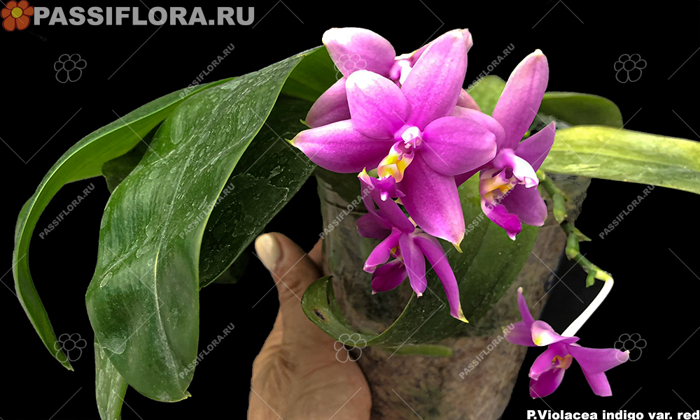 繡球花盆栽四季開花無儘夏萬花鏡花卉室內外陽臺庭院綠植八僊花