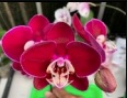 Phalaenopsis Allura Jambo