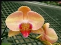 Phal. AJ-1719