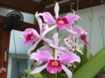 Laelia purpurata var. striata Canto Grande x Haettinger