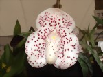 Paphiopedilum bellatulum Graue SM/DOG x selbst