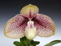 Paphiopedilum Karl Ploberger(bellatulum x hangianum)