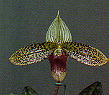 Paphiopedilum Sukhakulii