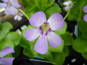 Pinguicula Jackii hyb.?