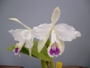 Cattleya lueddemaniana coerulea  Select  x  Maricella