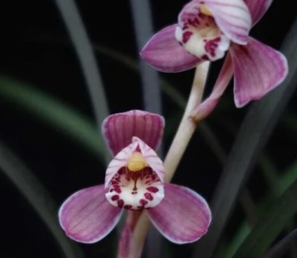 Cymbidium ensifolium hong cao hong he