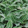 Calathea zebrina 1