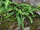 Asplenium trichomanes