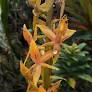 Epidendrum chondrochilum