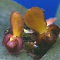 Pleurothallis cardiochila