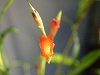 Elleanthus ampliflorus