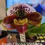 Paphiopedilum Cocoa Victoria