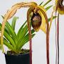 Phragmipedium Paute