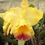 Rhyncholaeliocattleya Rainbow