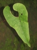 Anthurium variegatum