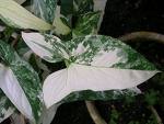 Syngonium xanthophilum