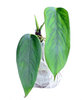 Anthurium bomboisence