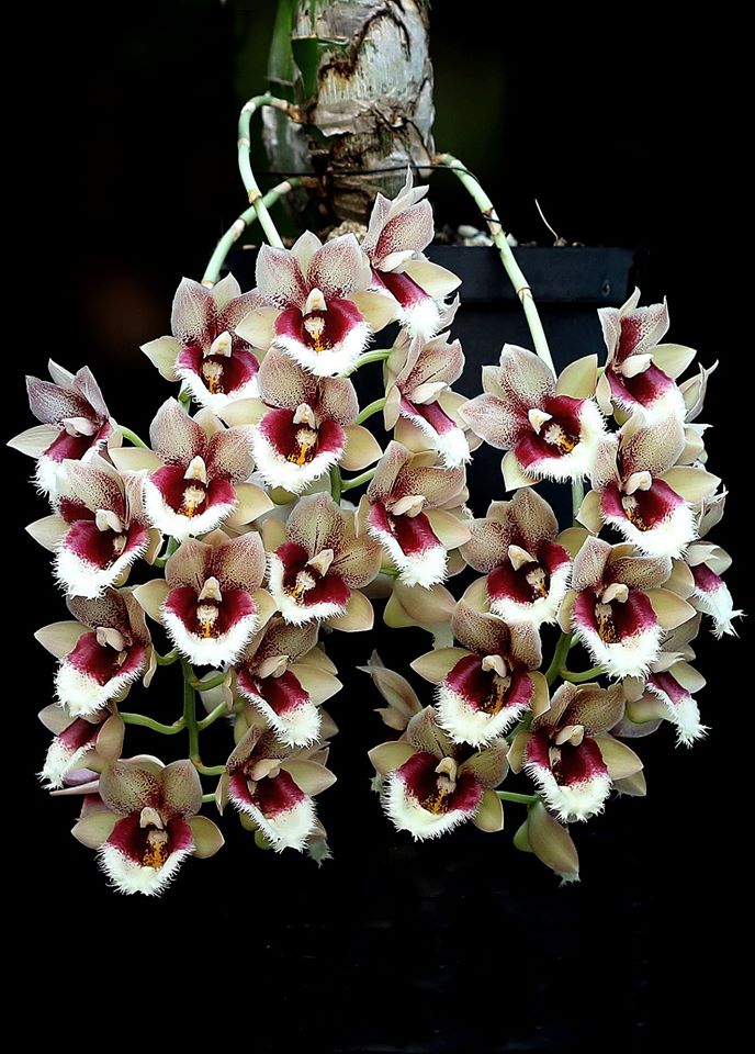 Orchids Castorama Орхидеи в магазине Касторама на 26.05.2018 - YouTube