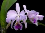 Cattleya mossiae tipo (Venezuela x semi alba Gigante)