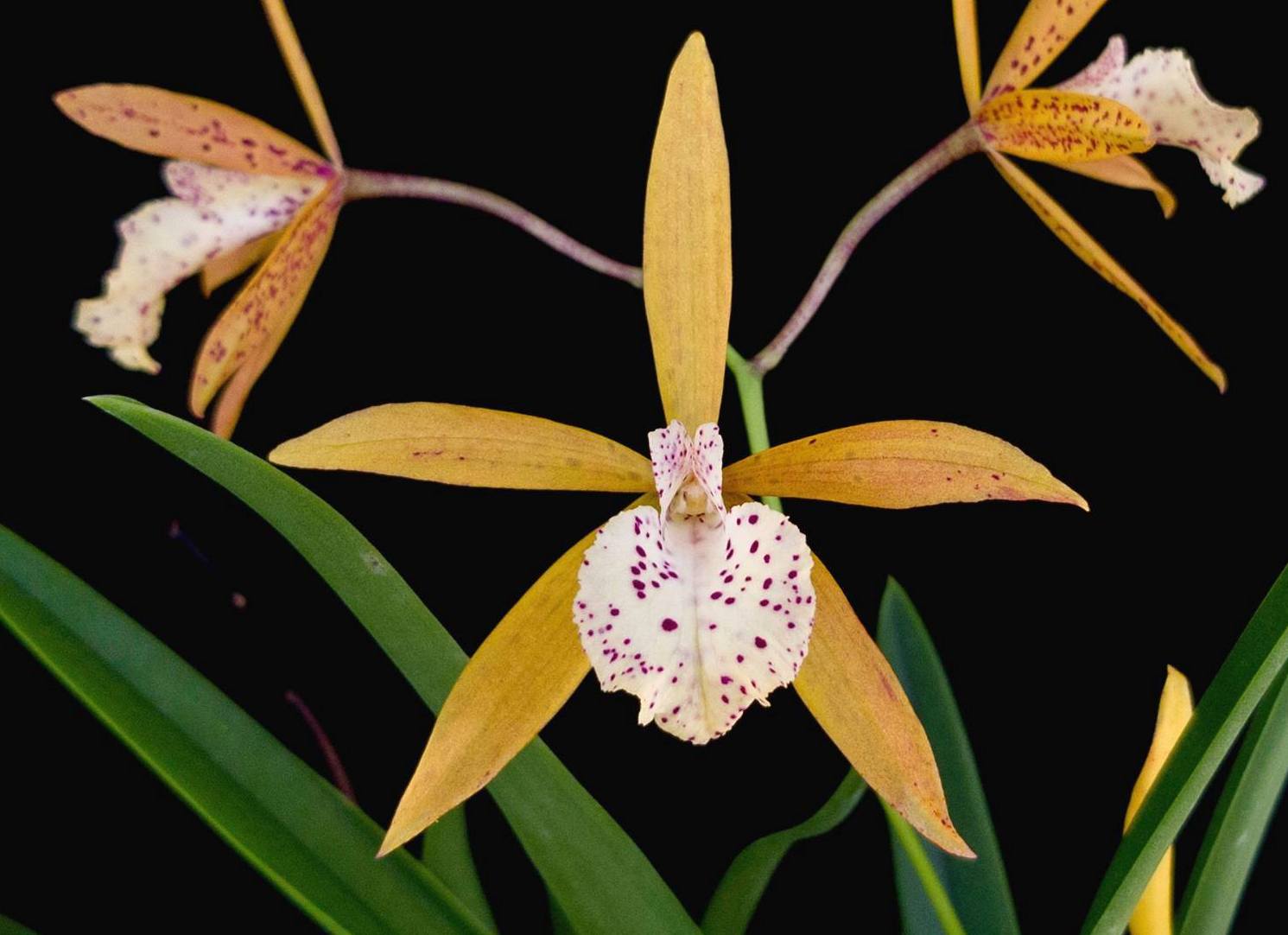 Yellow Orchids Blooming in the Garden