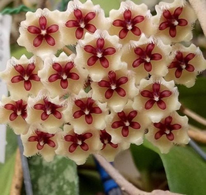 Как выглядит растение хойя Hoya phu Wha 2-2.5 Passiflora.ru - Сервис коллективных заказов