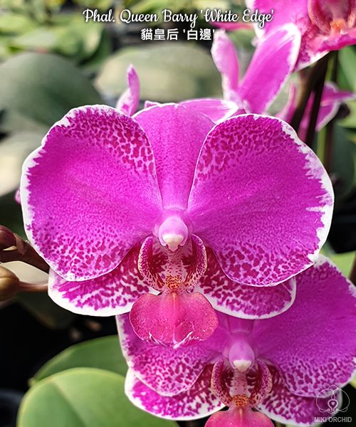 Phalaenopsis Queen Beer - Orchid-Tree