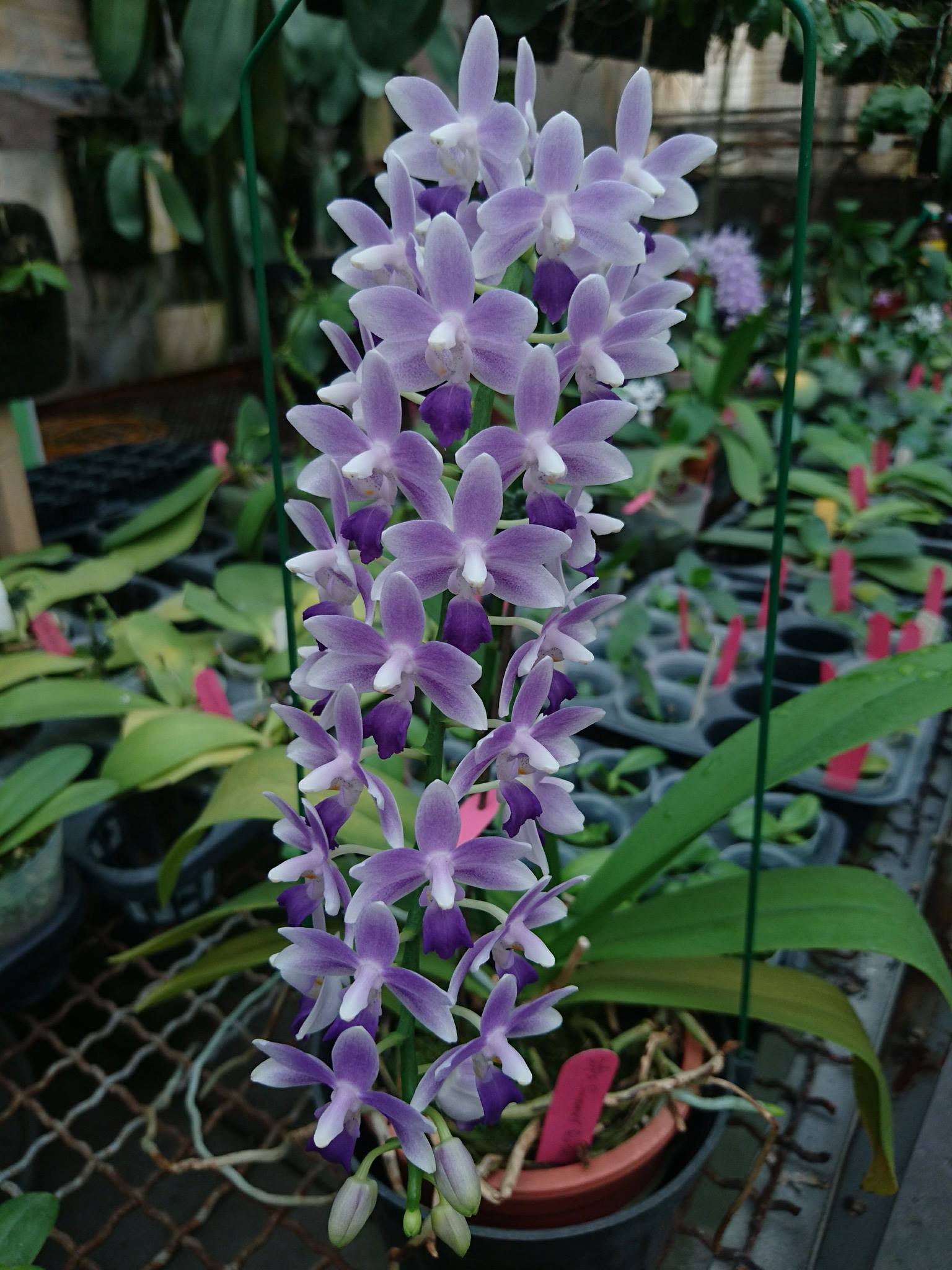 Орхидея summer rose blue star фото