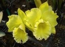 Rlc. Puti Gold O-1