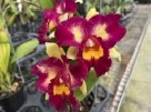 Rlc. Huatand Amber ORCHIS  (Rlc. Tzeng-Wen Beauty x Rlc. Taiwan Queen)