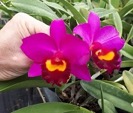 Rhyncholaeliocattleya Kingmen Green Village (seedling, not mericlone)