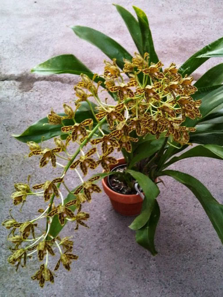 Grammatopyllum Scriptum Orchidea