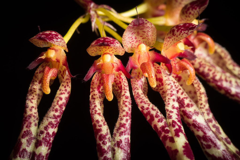 Бульбофиллум орхидея фото Bulbophyllum longiflorum w/ spots Passiflora.ru - Сервис коллективных заказов